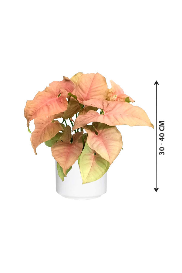 Syngonium Neon Pink - Indoor Plant - Plantsworld.ae