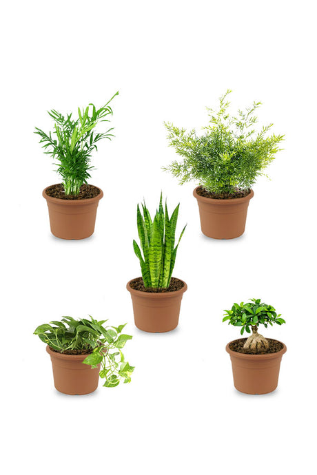 Tabletop Plant Combo - Set of 5 - Plantsworld.ae