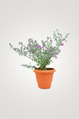 Balcony In Bloom – Beautiful Balcony Plants for Your Outdoor Oasis - Plantsworld.ae