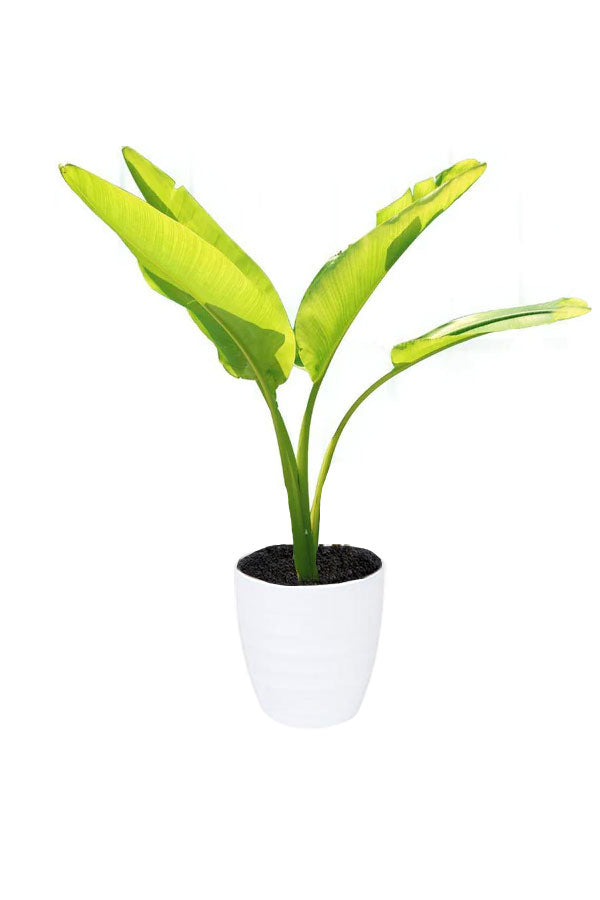 Travelers Palm Ravenala Madagascariensis Tall Plant in pot - Tropical indoor plant
