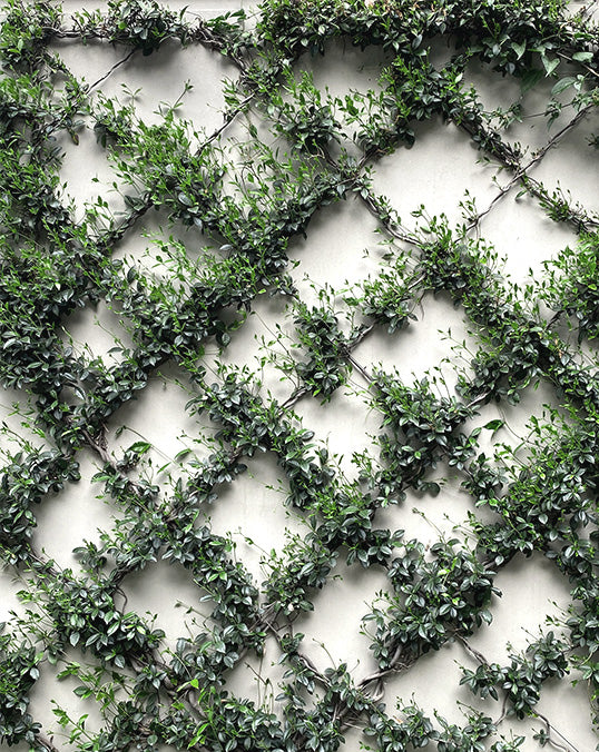 Vertical Garden-Customized Green Walls - Plantsworld.ae
