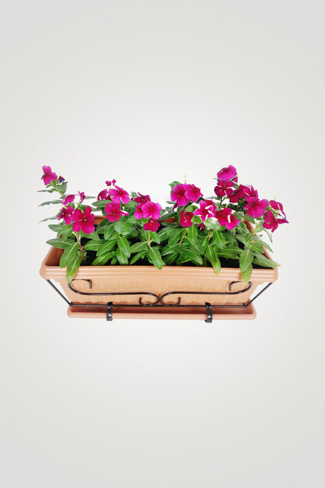 Balcony Flowering Plant Collection - Mixed Species - Plantsworld.ae