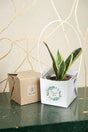 Modern Snake Plant Gift Pot