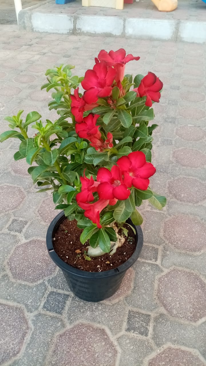 Grafted Desert Rose - Adenium Obesum - Outdoor Flowering Plant - Plantsworld.ae