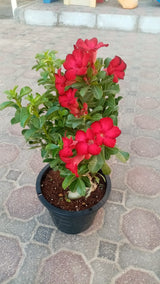 Grafted Desert Rose - Adenium Obesum - Outdoor Flowering Plant - Plantsworld.ae
