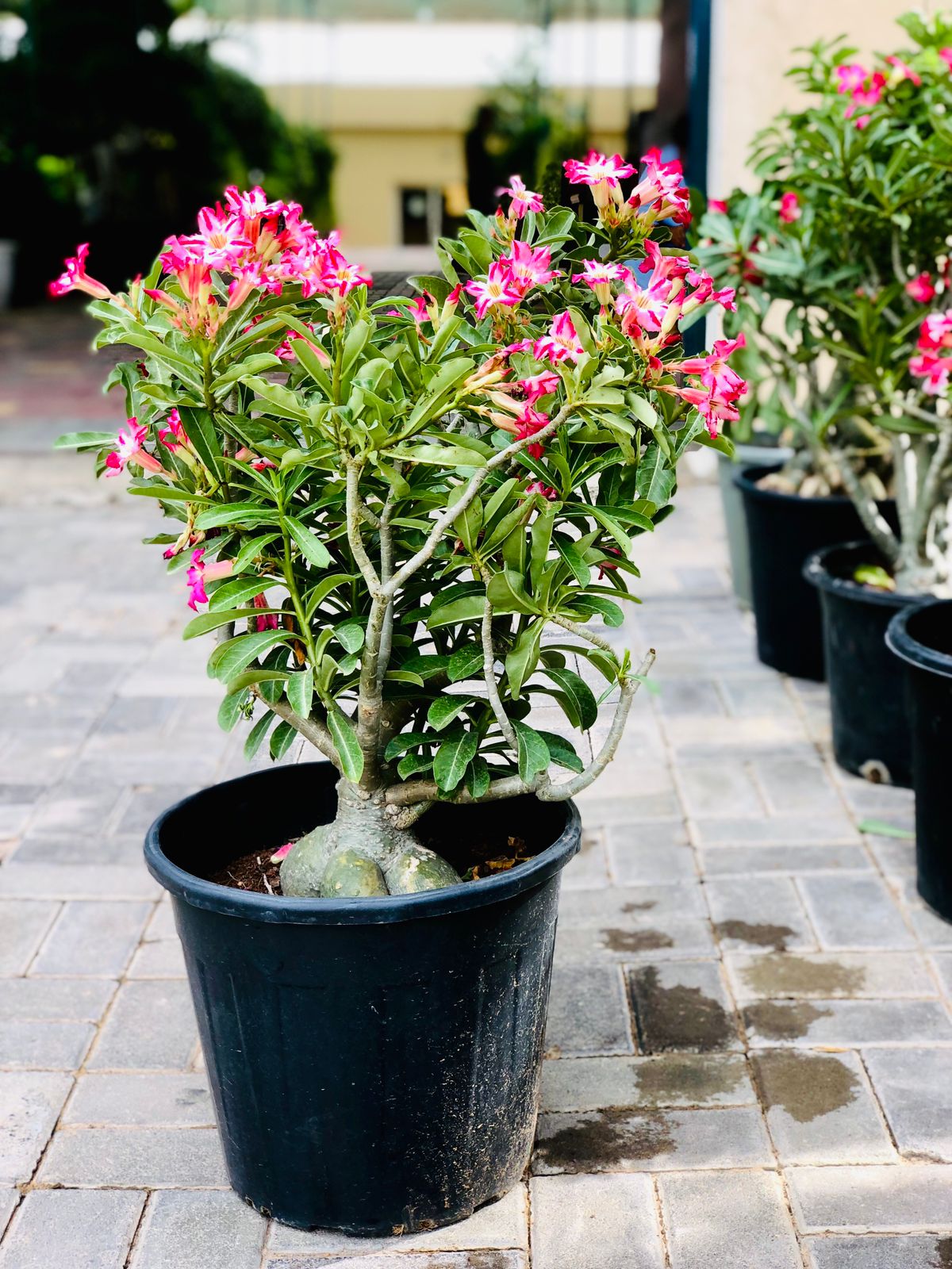 Grafted Hybrid Desert Rose - Adenium Obesum - Plantsworld.ae