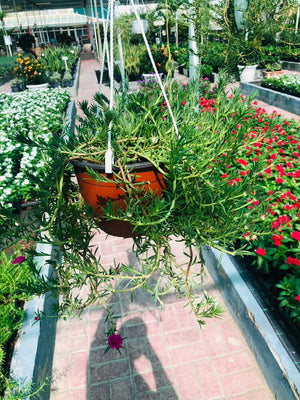 Moss Rose Hanging Plant – Colorful Trailing Blooms - Plantsworld.ae