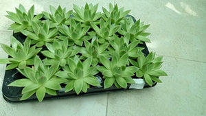 Mini Succulents Combo – Set of 9 - Plantsworld.ae