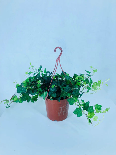 Hedera Helix - English Ivy - Plantsworld.ae