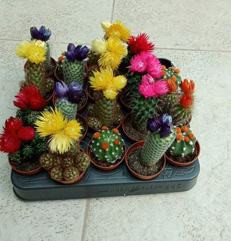 Cactus Combo - Set of 20 - Plantsworld.ae