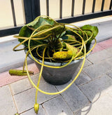 Water Lily - Nymphaeaceae - Plantsworld.ae
