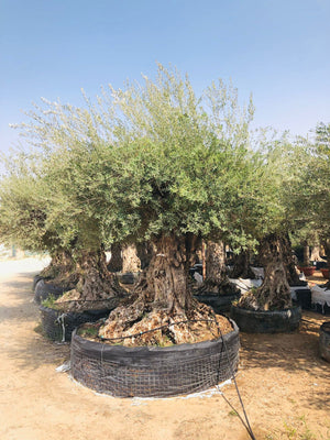 Olea Europa Tarrina/Thick Trunk -  Caliper 2 Meters - Plantsworld.ae