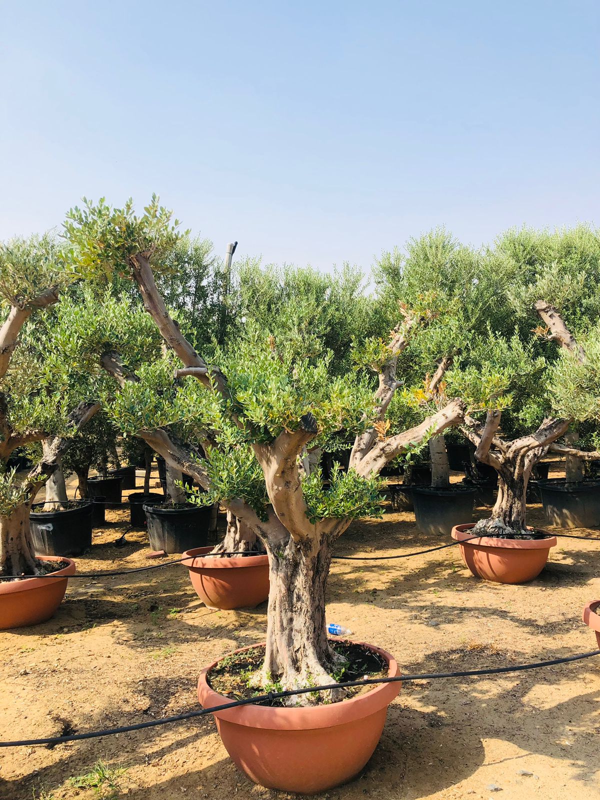 Olive Tree Standard - Olea Europaea (Caliper 40-50cm) - Plantsworld.ae
