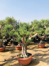 Olive Tree Standard - Olea Europaea (Caliper 40-50cm) - Plantsworld.ae