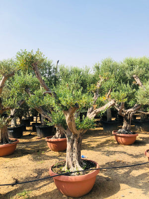 Olive Tree Standard - Olea Europaea (Caliper 40-50cm) - Plantsworld.ae