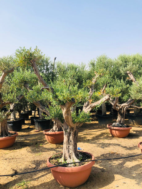 Olive Tree Standard - Olea Europaea (Caliper 40-50cm) - Plantsworld.ae