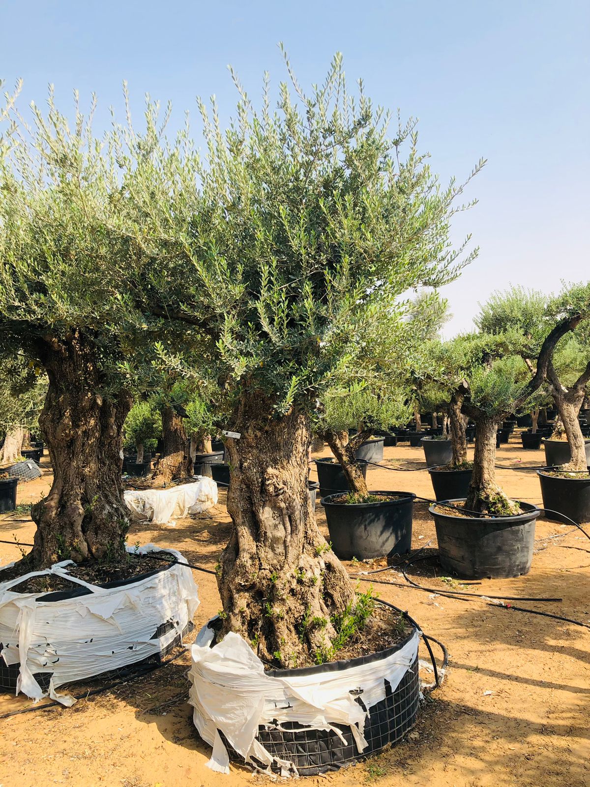 Olea Europa Tarrina Tree - Thick Trunk Caliper 100-120cm

