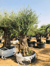 Olea Europa Tarrina Tree - Thick Trunk Caliper 100-120cm

