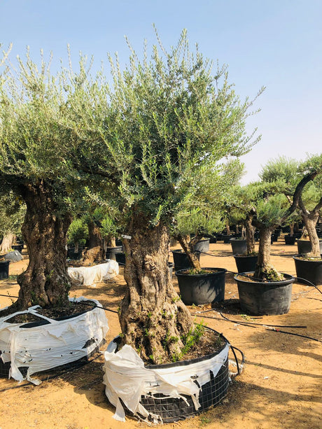 Olea Europa Tarrina Tree - Thick Trunk Caliper 100-120cm

