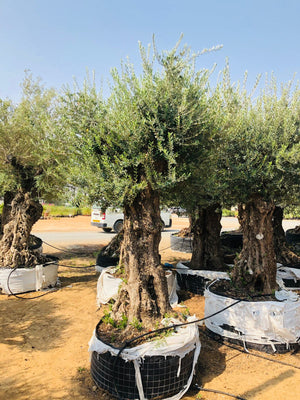 Olive Tree Standard - Olea Europaea (Caliper 100-120cm) - Plantsworld.ae