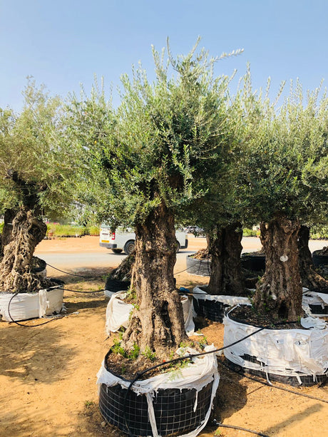 Olive Tree Standard - Olea Europaea (Caliper 100-120cm) - Plantsworld.ae
