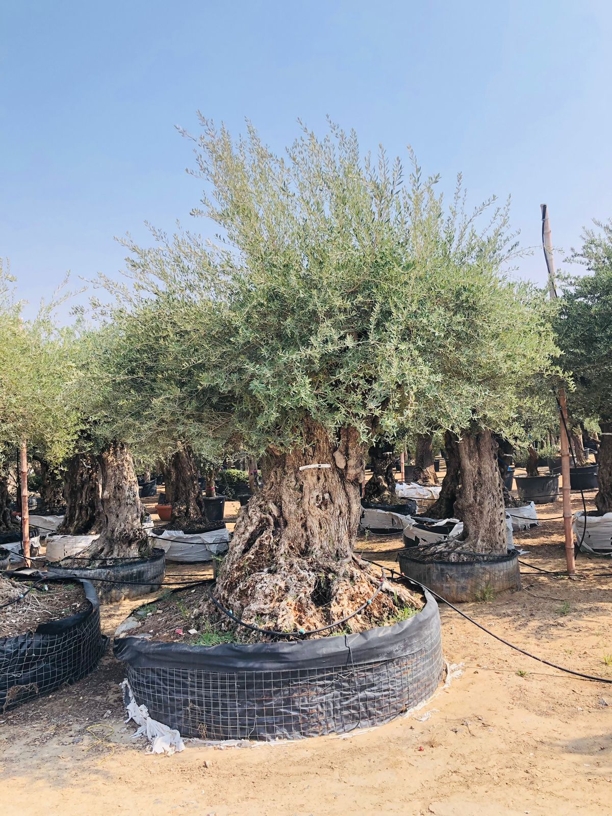 Olea Europa Tarrina Tree - Thick Trunk Caliper 2 Meters