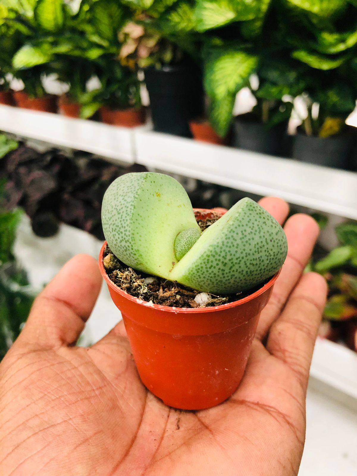 Pleiospilos Nelii - Mini - Stunning Miniature Succulent Plant - Plantsworld.ae