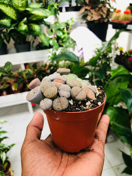 Lithops - Living Stones - Unique Succulent Plant - Plantsworld.ae