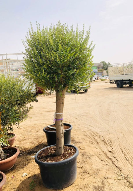 Olea Europa Olive Tree - Thick Trunk Caliper 35-40cm