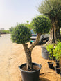Olea Europa Olive Tree - Thick Trunk - Caliper 55-60cm

