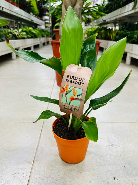 Bird of Paradise - Mini - Elegant Miniature Plant - Plantsworld.ae