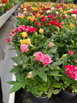 Rose - Indoor Flowering Plant - Plantsworld.ae