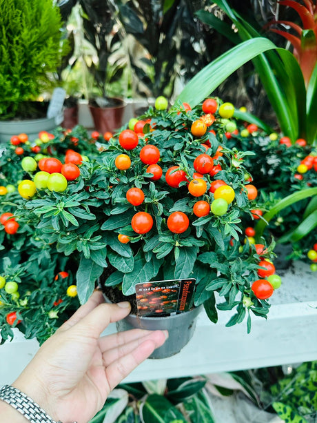 Jerusalem Cherry Tomato - Plantsworld.ae
