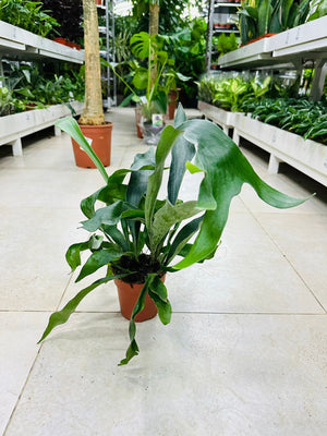 Staghorn - Elkhorn Fern - Plantsworld.ae