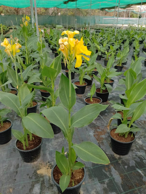 Canna Lily - Canna Indica - Plantsworld.ae