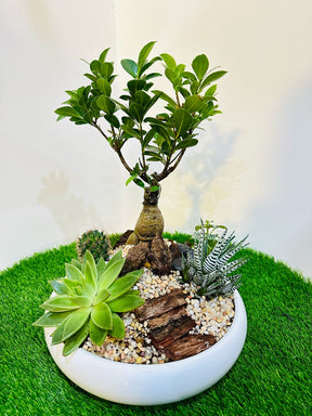 Mixed indoor plant arrangement featuring Fittonia cactus succulent Haworthia zebra and Ginseng bonsai
