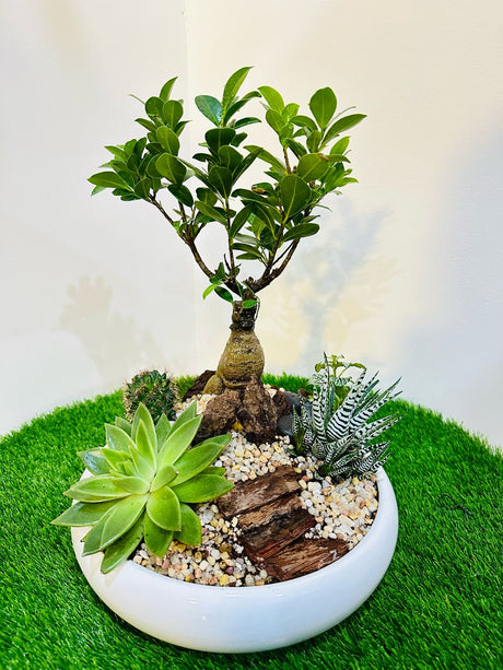 Mixed indoor plant arrangement featuring Fittonia cactus succulent Haworthia zebra and Ginseng bonsai
