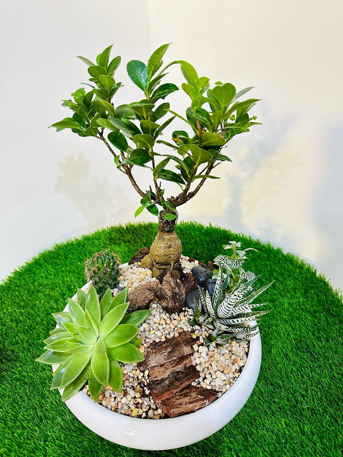 Creative Decorative Plant Combo - Mixed Species - Plantsworld.ae