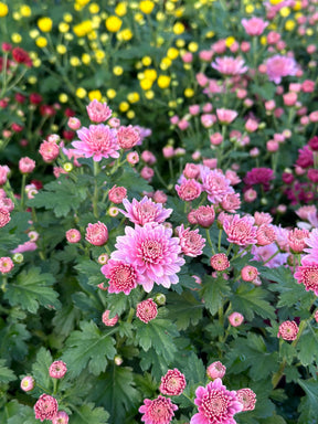 Chrysanthemum - Outdoor Flowering Plant - Plantsworld.ae