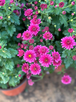 Chrysanthemum - Outdoor Flowering Plant - Plantsworld.ae