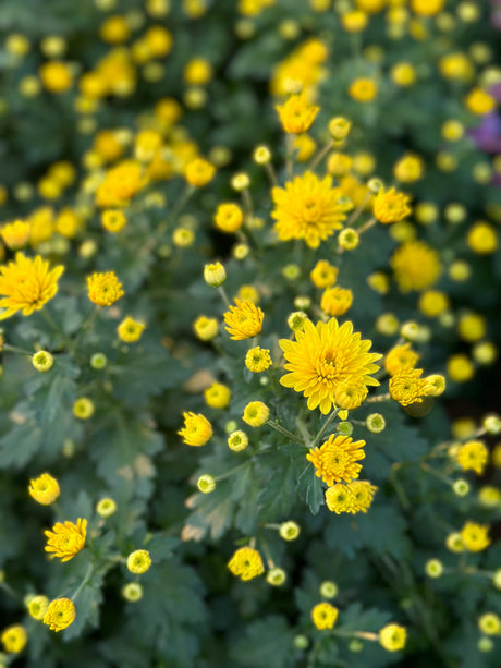 Chrysanthemum - Outdoor Flowering Plant - Plantsworld.ae