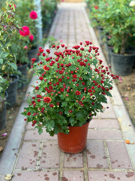 Chrysanthemum - Outdoor Flowering Plant - Plantsworld.ae