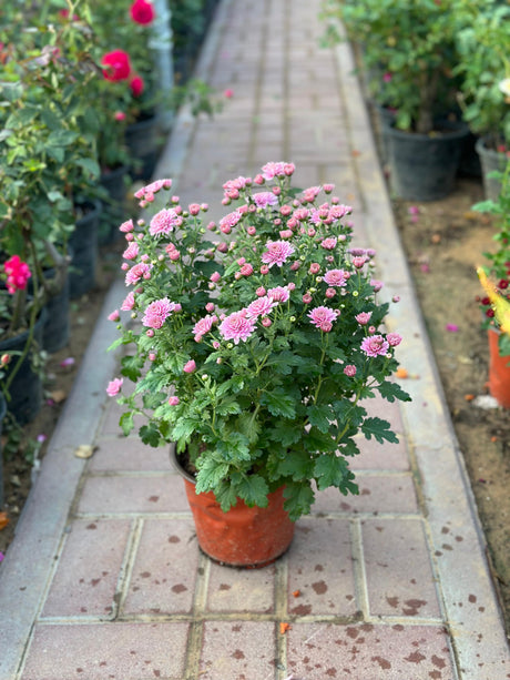 Chrysanthemum - Outdoor Flowering Plant - Plantsworld.ae