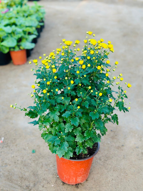 Chrysanthemum - Outdoor Flowering Plant - Plantsworld.ae