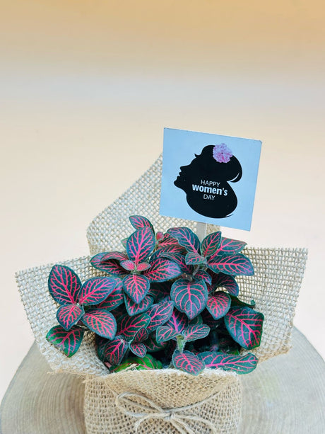 The Queen’s Plant - Fittoia With Jute Wrap - Plantsworld.ae
