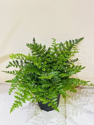 Mother fern indoor plant