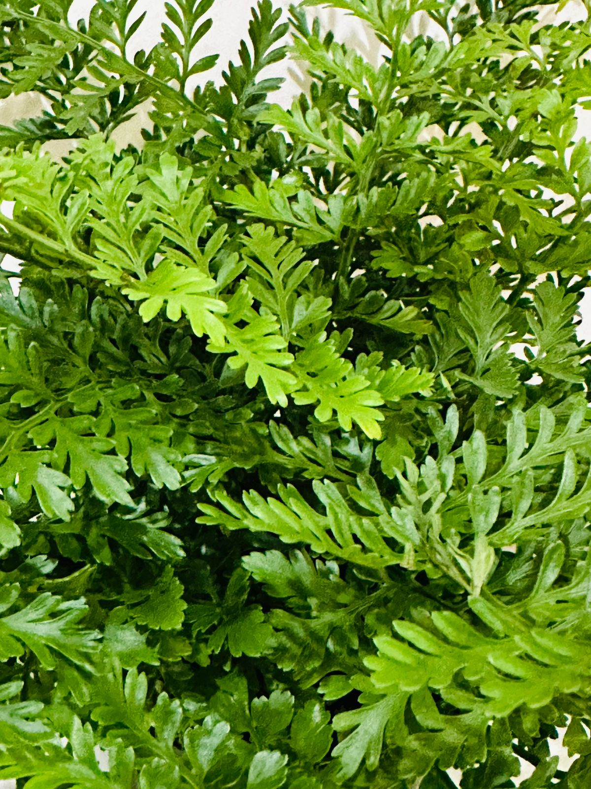 Mother Fern - Asplenium Parvati - Plantsworld.ae