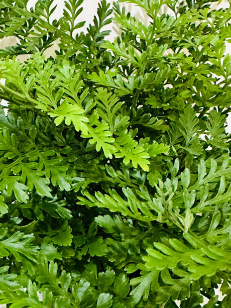 Mother Fern - Asplenium Parvati - Plantsworld.ae