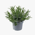 Lavender dentata plant with blooming purple flowers and aroma