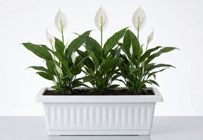 Peace Lily (Spathiphyllum wallisii) indoor plant
